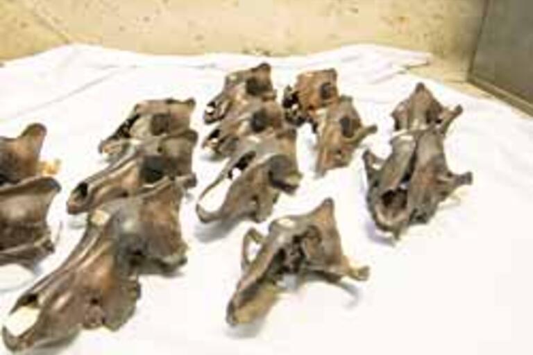 Several dire wolf skulls on display on a white piece of fabric