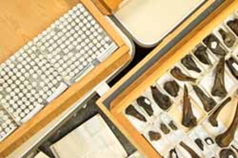 View looking down at trays of fossils in drawers and vials