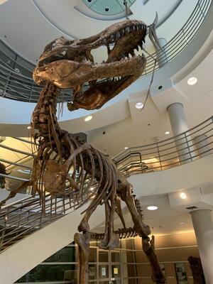 dinosaur fossil at the entrance to the Bioscience, Natural Resources & Public Health Library